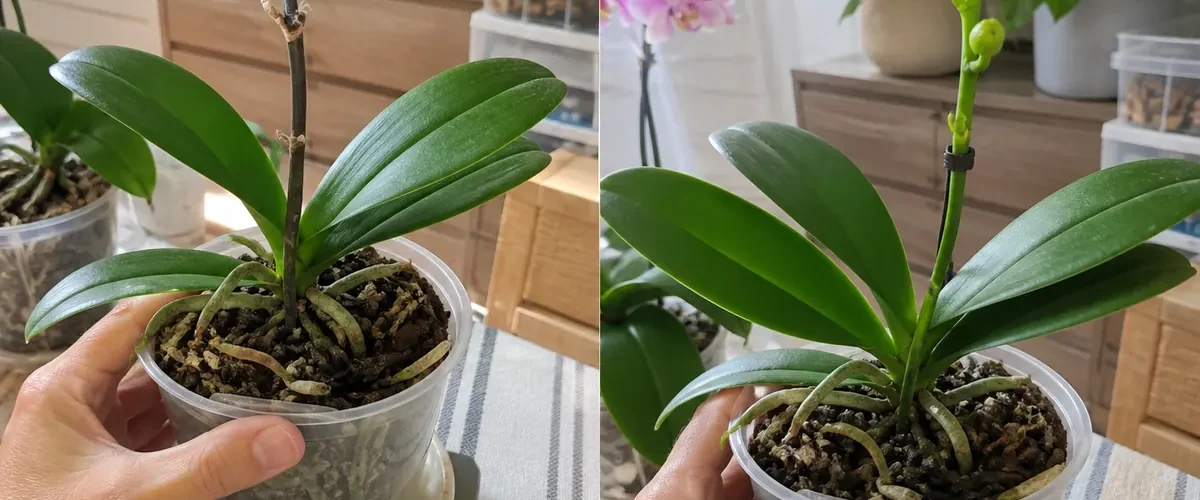 Faded post-bloom orchid before healthy roots and one new spike afterward