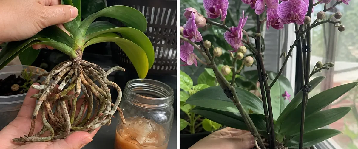 Onion residue in orchid bark before strong natural flower spikes afterward