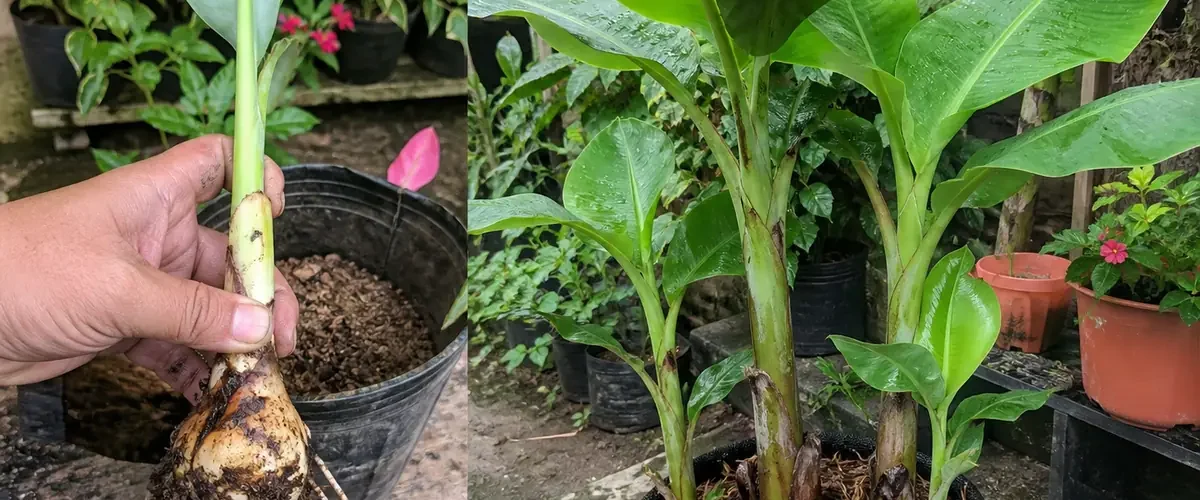 Clean banana sword sucker before a managed three-stem mat afterward