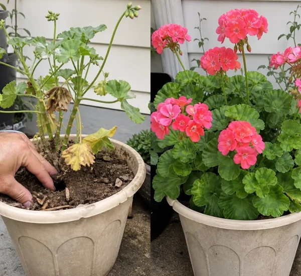 Leggy tired geranium before a compact mound of red flowers afterward