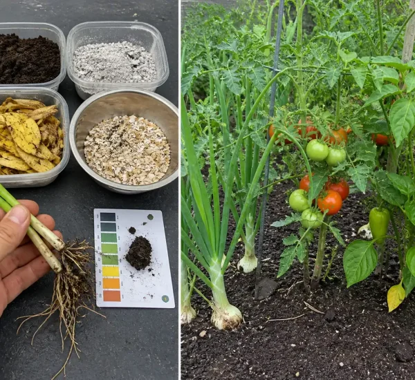 Three vegetable crops before an overloaded homemade mix and after tested nutrition