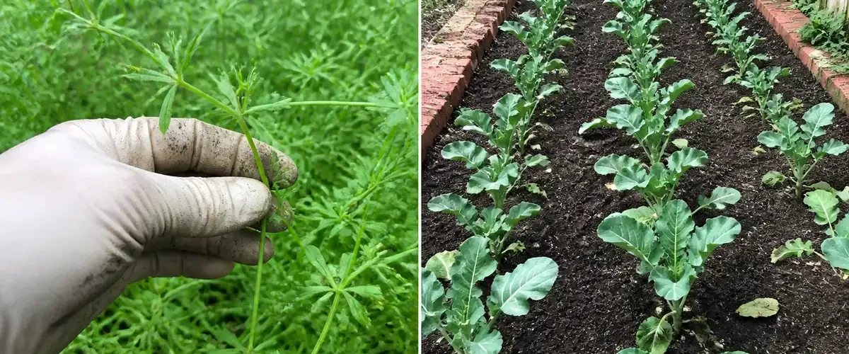 Clinging goose grass before a clean mulched vegetable bed afterward