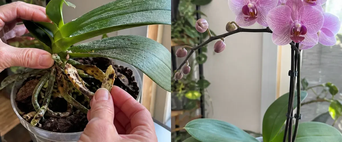 Banana residue in orchid bark before a firm lasting flower spray afterward
