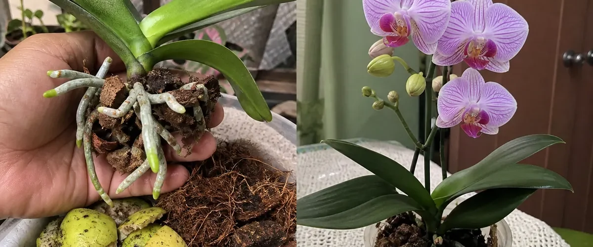 Guava residue on orchid before clean roots and flower spike afterward