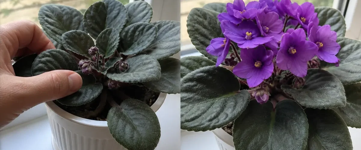 Unopened flower buds before a rich believable bloom display afterward