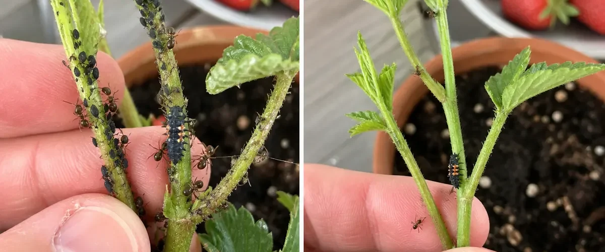 Aphid-covered tender leaves before clean new plant growth afterward
