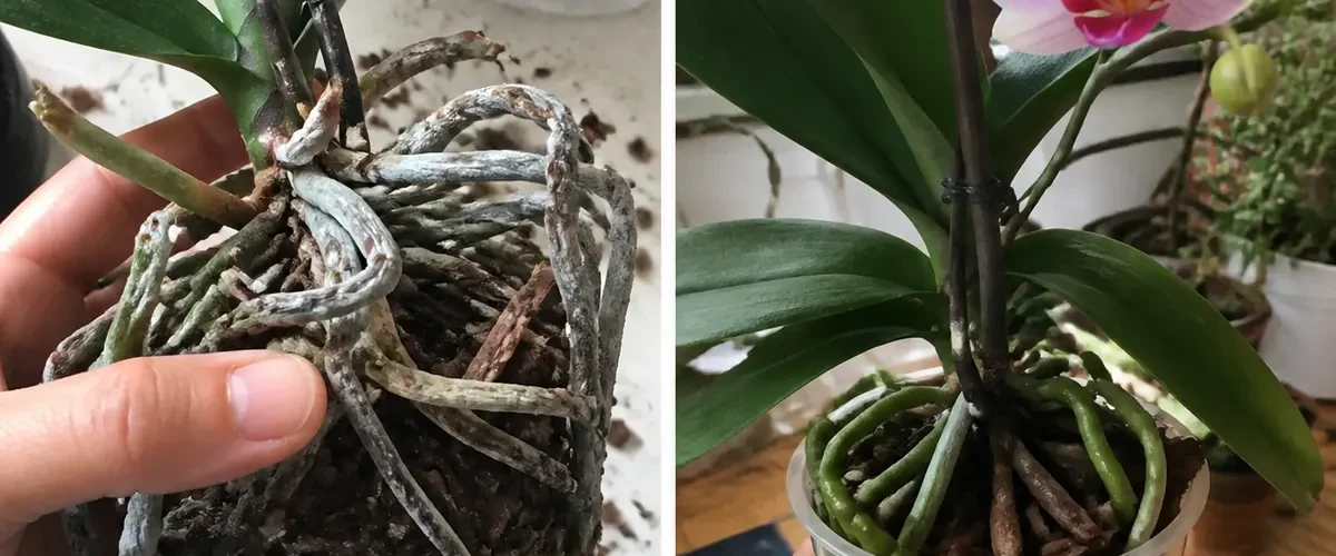 Orchid roots with rice water residue before clean roots and blooms afterward