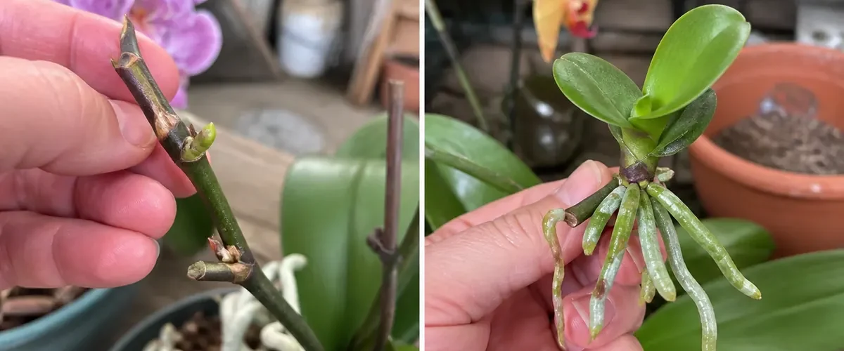 Wet cotton on an orchid node before clean natural growth afterward
