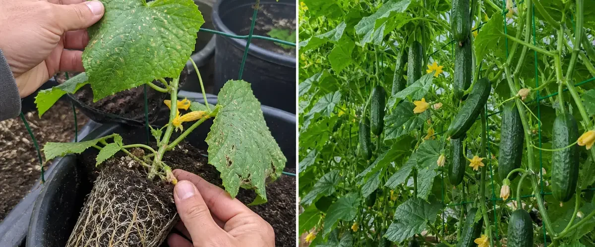 Crowded cucumber vines before an airy trellis and crisp harvest afterward