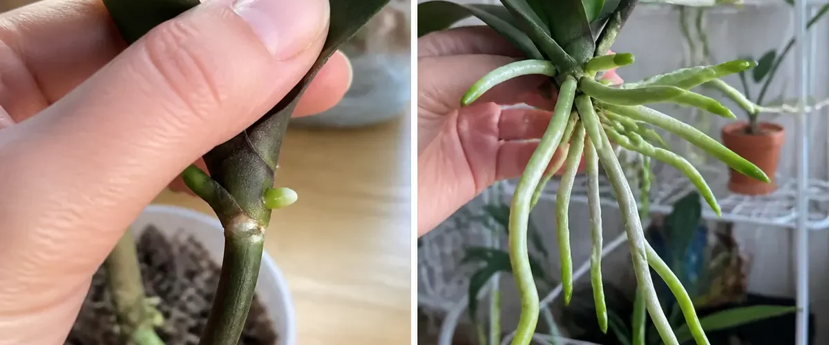 Damaged orchid crown beside unsafe treatments before a strong new root system afterward