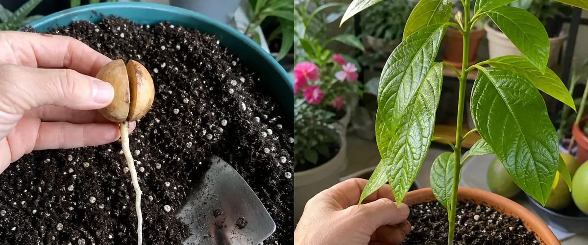 Bare avocado pit before a vigorous glossy young houseplant afterward